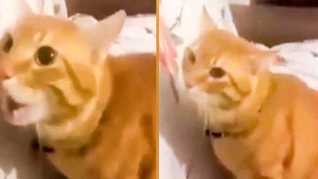 'Kindar kedi Haydar' ile sahibinin diyaloğu kahkahaya boğdu