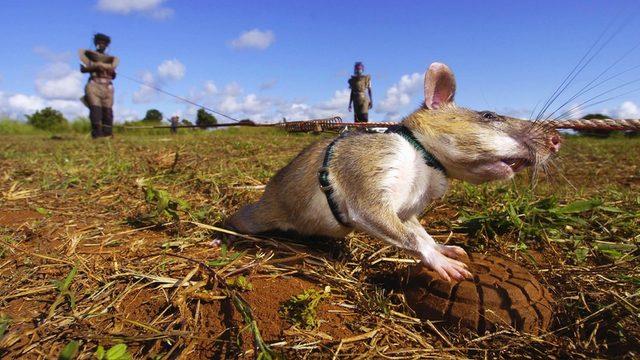 Mozambik'te mayınları tespit etmek için özel eğitimli fareler kullanılıyor