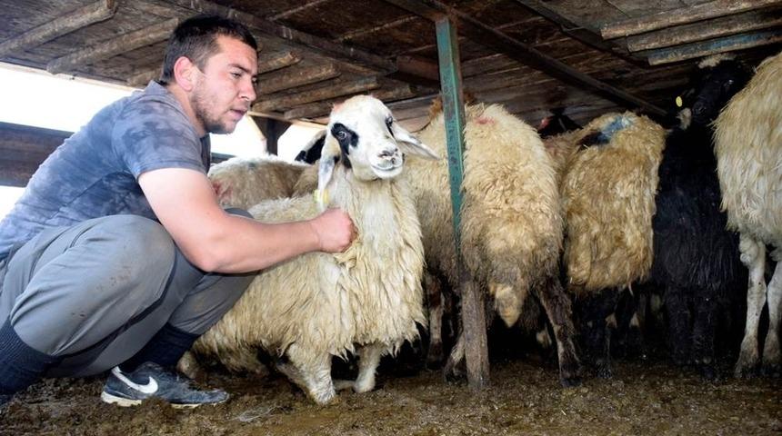 Kozluk&rsquo;ta 12 aileye 408 koyun verildi