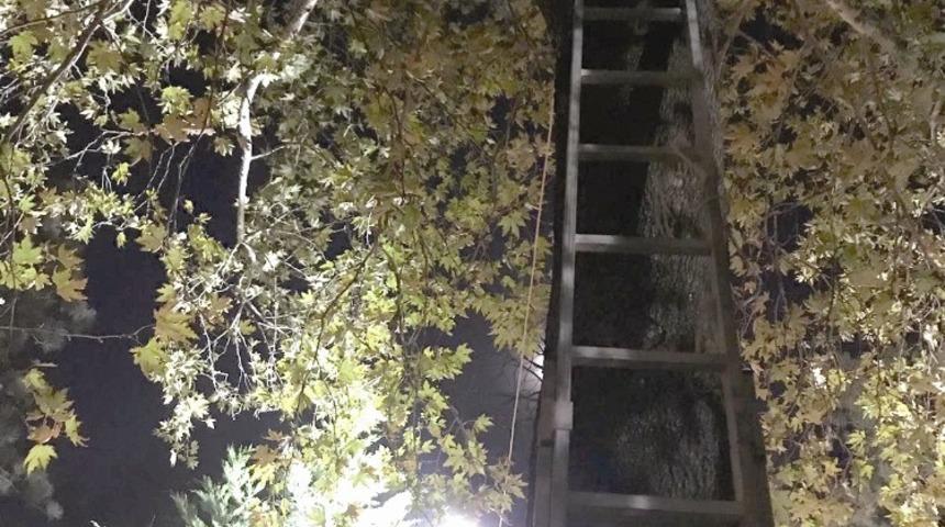 Ağa&ccedil;ta mahsur kalan kediyi itfaiye kurtardı