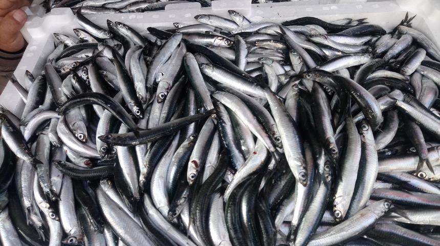 15 günde 100 ton hamsi tuttu