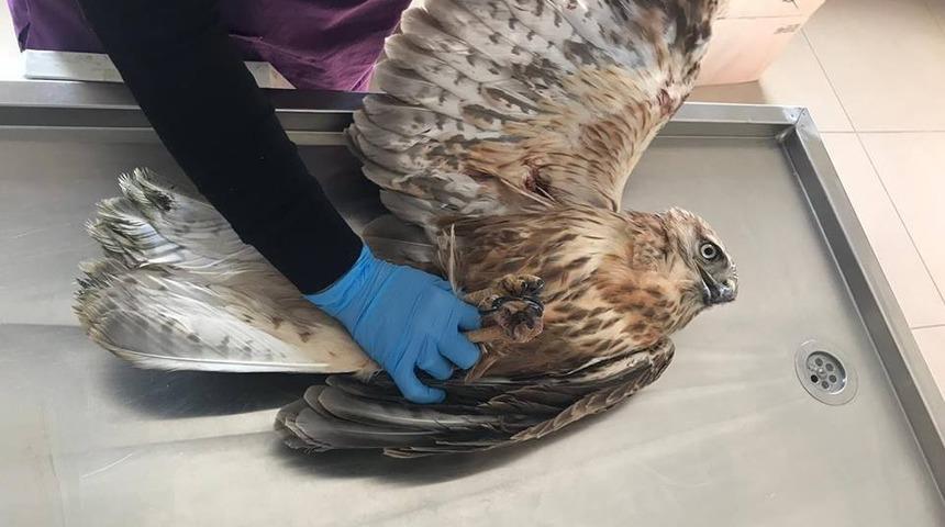 Ardahan&rsquo;da avcılar tarafından vurulan şahin, Kars&rsquo;ta tedavi altına alındı