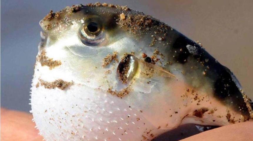 Antalya'da balon balığını yiyen kişi zehirlenerek yoğun bakıma kaldırıldı