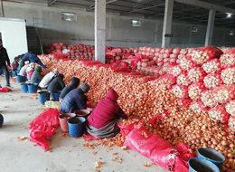 Bakanlık peşlerinde! Soğan fiyatını arttırmak için depoya hapsettiler