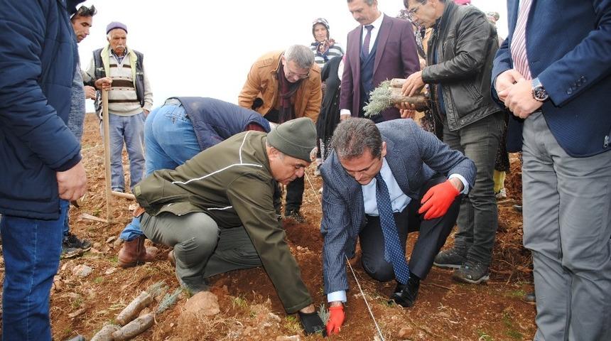 Eğirdir&rsquo;de 55 bin lavanta toprakla buluştu