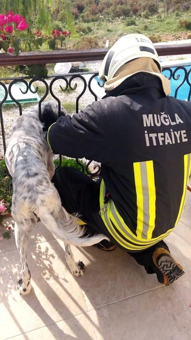 Balkon korkuluğa sıkışan köpeği itfaiye kurtardı