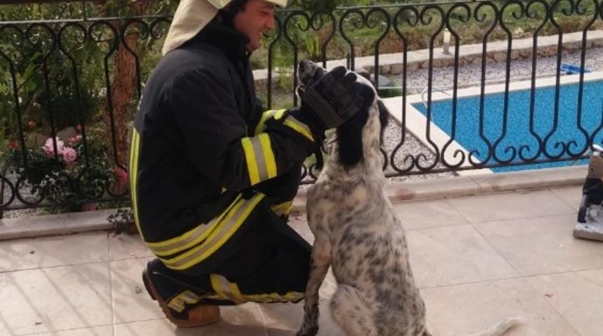 Balkon korkuluğa sıkışan k&ouml;peği itfaiye kurtardı