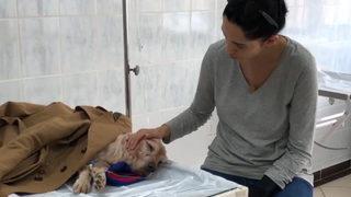 Başak Sayan evinin bahçesine gömdü