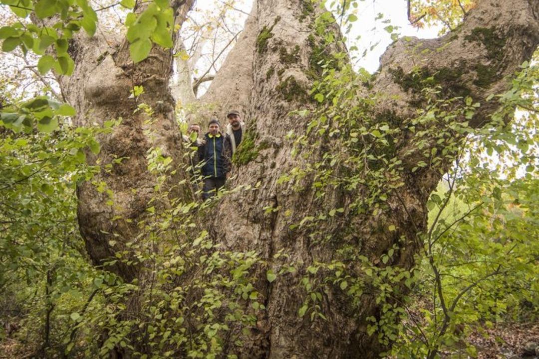 Tam 600 yıllık! Tescillenmesi i&ccedil;in harekete ge&ccedil;ildi