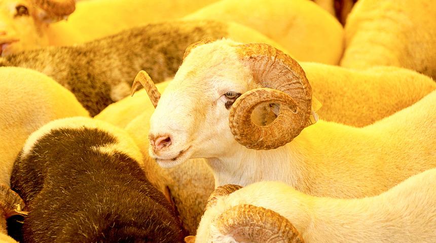 Kurban bayramı ne zaman ve kaç gün tatil olacak? 