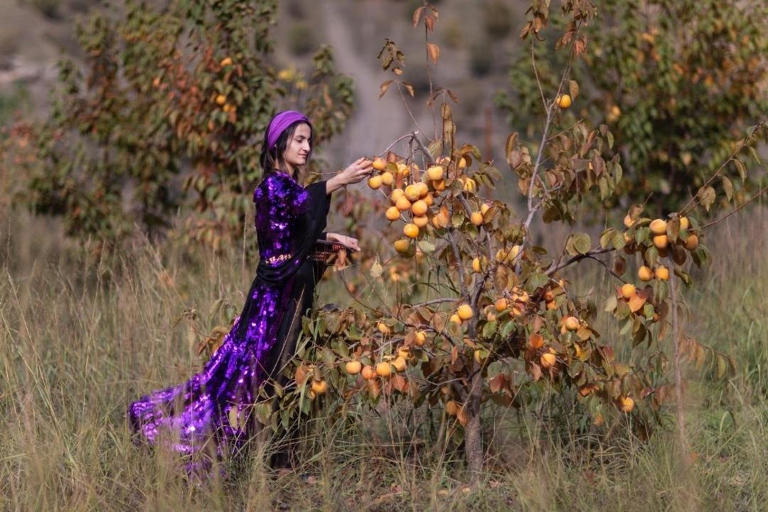 Sınırda cennet hurması hasadı