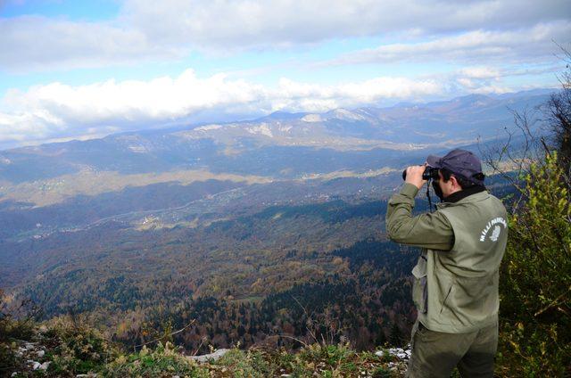 Küre Dağları Milli Parkı'ndaki 'yaşlı' ağaçlar fotoğraf envanterine alındı