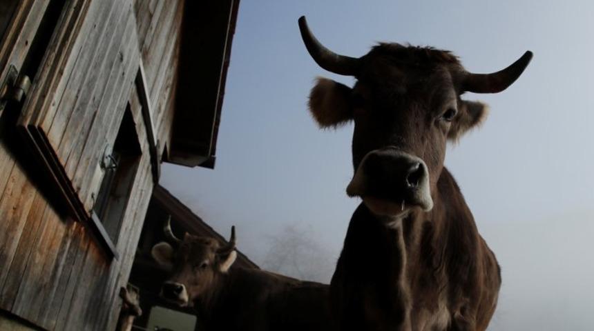 Ülke referanduma gidiyor! İnekler boynuzlu mu olsun? Boynuzsuz mu?
