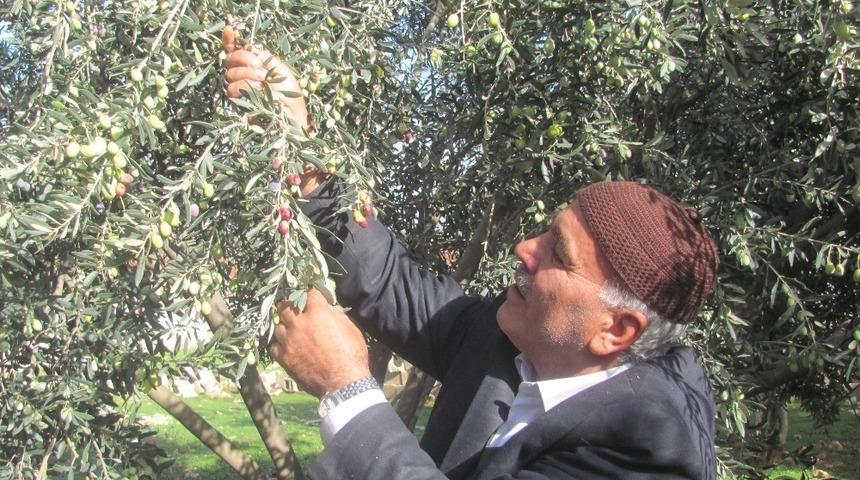 Araban&rsquo;da Zeytin Hasadı