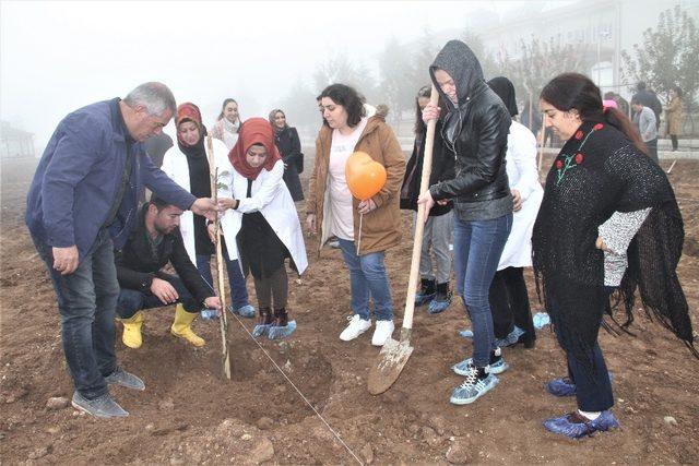 Elazığ’da kadınlar ve engelliler fidan dikti