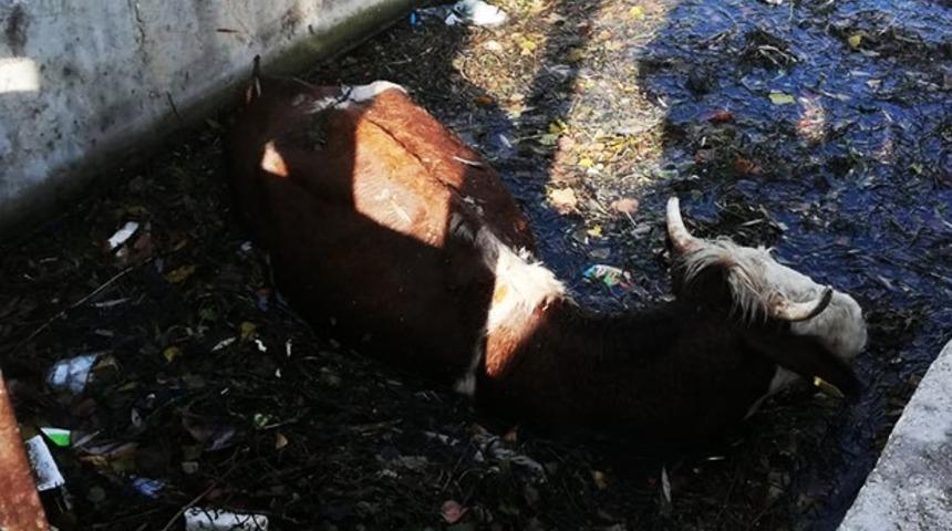 Hayvan pazarından kaçan dana sulama kanalına düştü