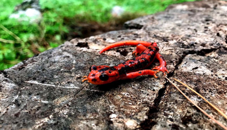 Dünyaca ünlü kumsal, onlara ev sahipliği yapıyor  G1