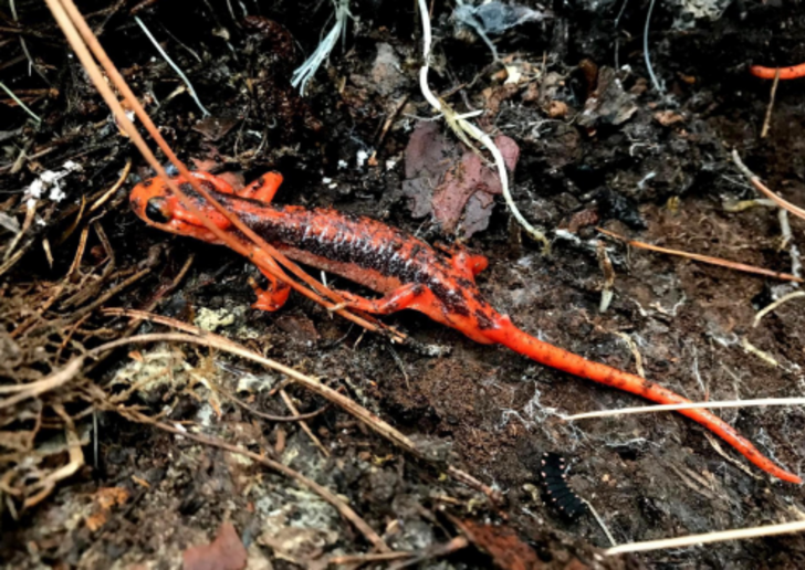 Dünyaca ünlü kumsal, onlara ev sahipliği yapıyor  G3