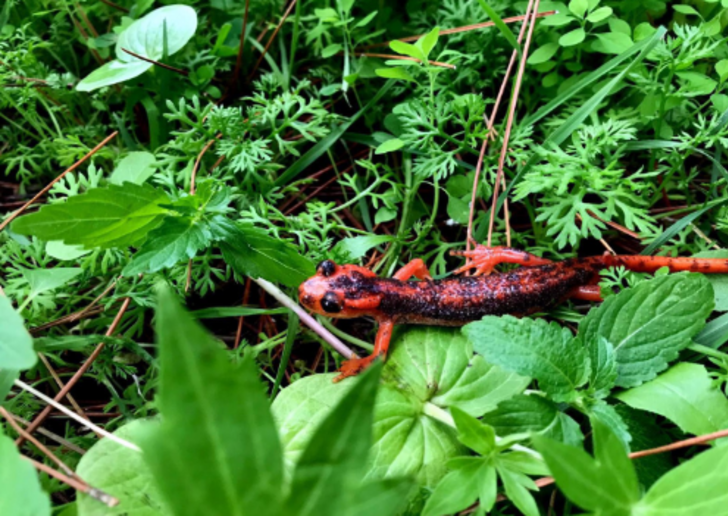 Dünyaca ünlü kumsal, onlara ev sahipliği yapıyor  G4