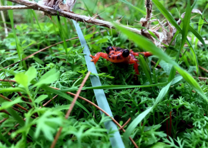 Dünyaca ünlü kumsal, onlara ev sahipliği yapıyor  G5