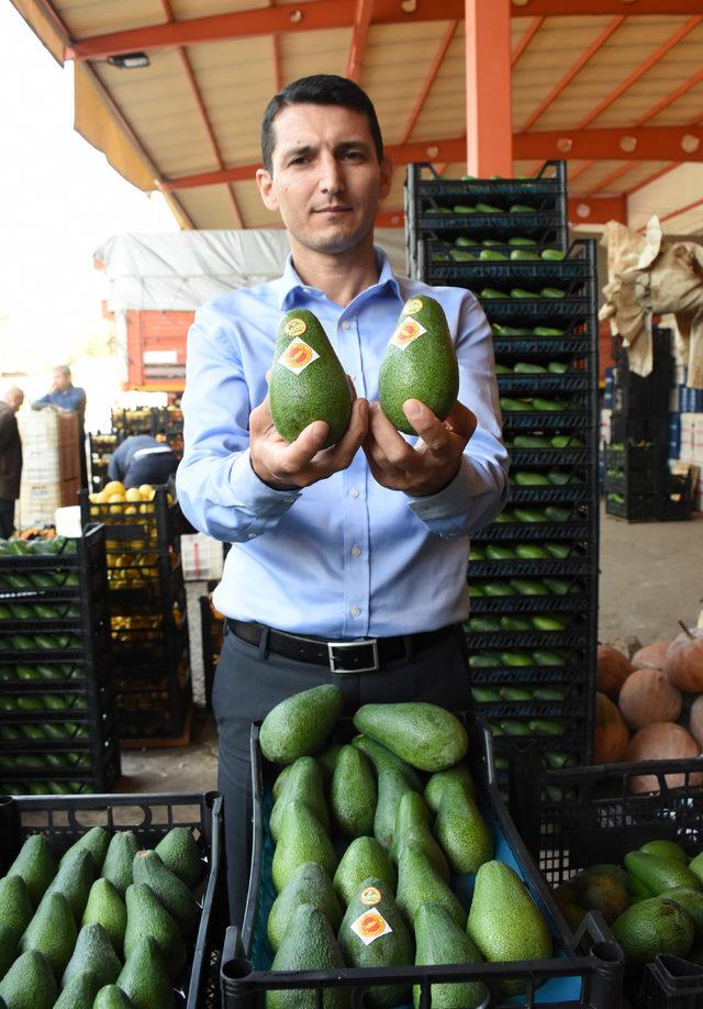 Alanya'dan Rusya'ya 15 bin adet avokado