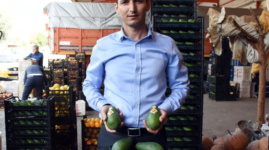 Alanya'dan Rusya'ya 15 bin adet avokado