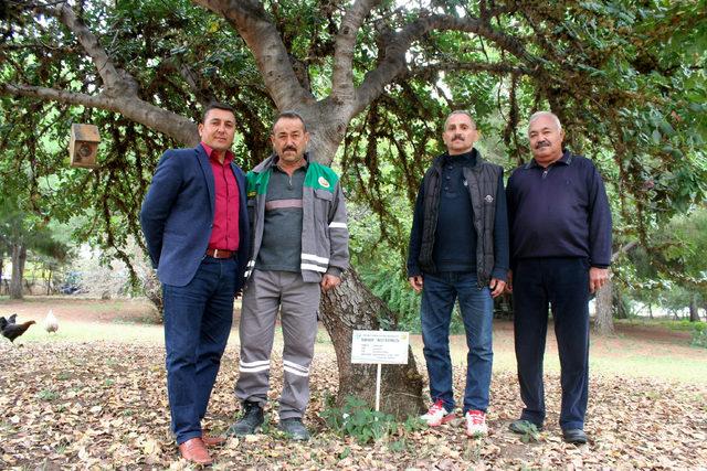 Erdemli de ağa&ccedil;lara kimlik kartı &ccedil;ıkartıldı 1