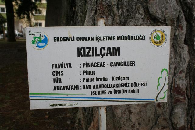 Erdemli de ağa&ccedil;lara kimlik kartı &ccedil;ıkartıldı 3