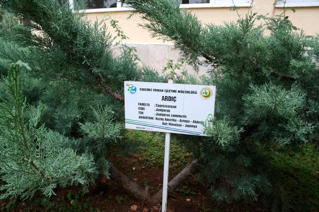 Erdemli de ağa&ccedil;lara kimlik kartı &ccedil;ıkartıldı 4