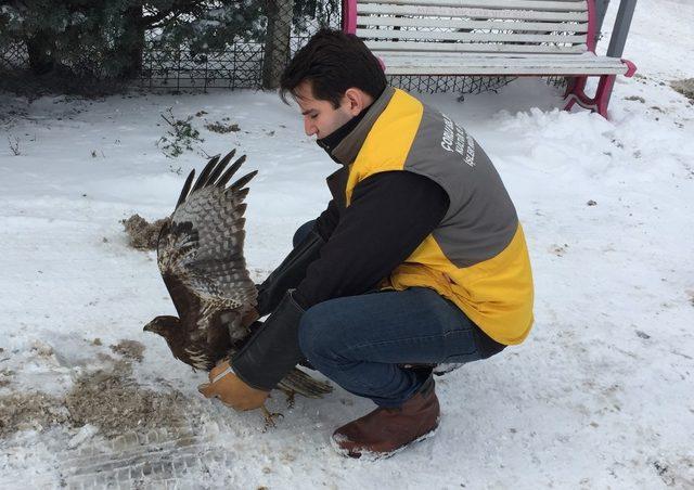 Çorlu Belediyesi bir yılda yüzlerce hayvanı tedavi etti