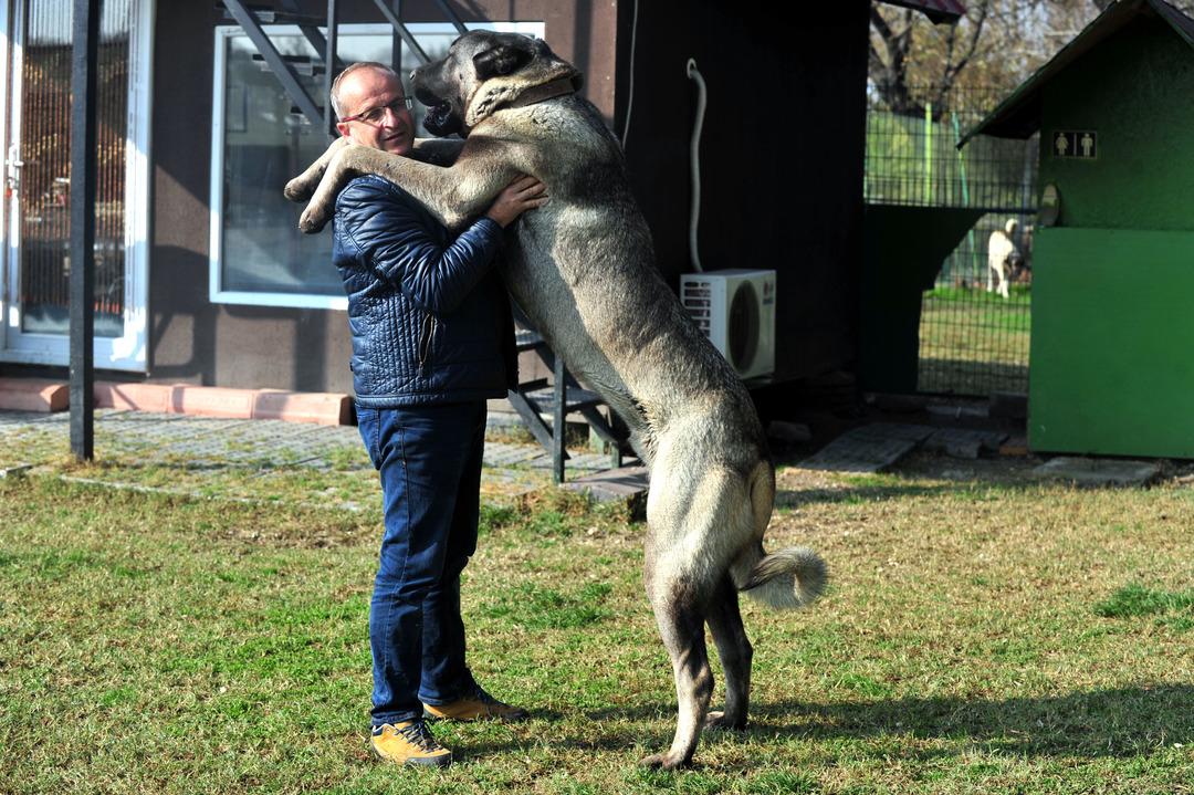 Kangal k&ouml;peğinin fiyatını duyan şaşıp kalıyor! G&uuml;nde 7 kilo et yiyor
