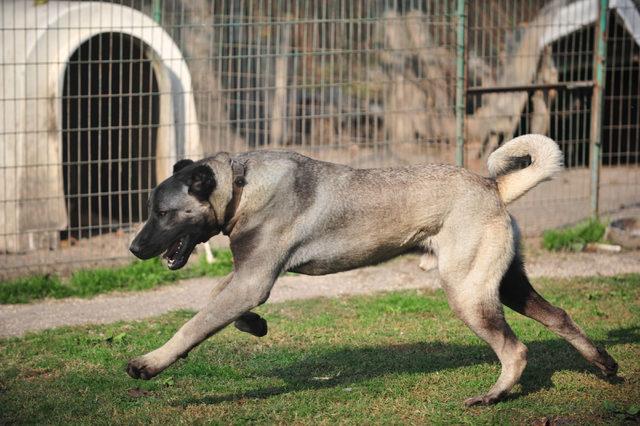 Otomobil fiyatına Kangal köpeği