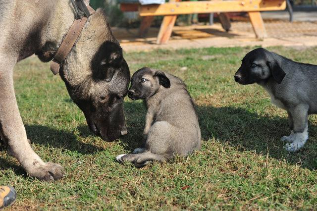 Otomobil fiyatına Kangal köpeği