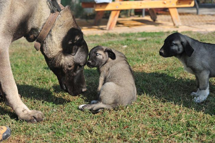 Kangal köpeğinin fiyatını duyan şaşıp kalıyor! Günde 7 kilo et yiyor G5