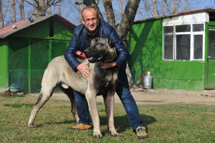 Kangal köpeğinin fiyatını duyan şaşıp kalıyor! Günde 7 kilo et yiyor G1