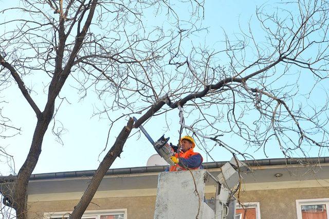 Ankara’da görüşü engelleyen ve tehlike oluşturan ağaçlar budanıyor