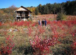 Hayallerinin peşinden koşup yaban mersini yetiştirmeye başladı
