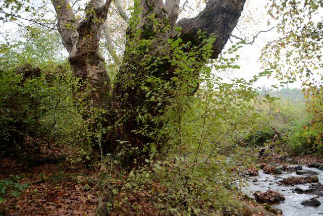 Bursa'da bulunan çınarın yaşı 600'den fazla