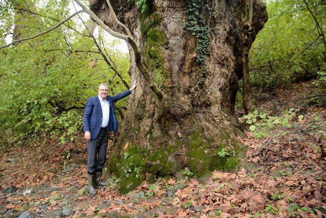 Bursa'da bulunan çınarın yaşı 600'den fazla