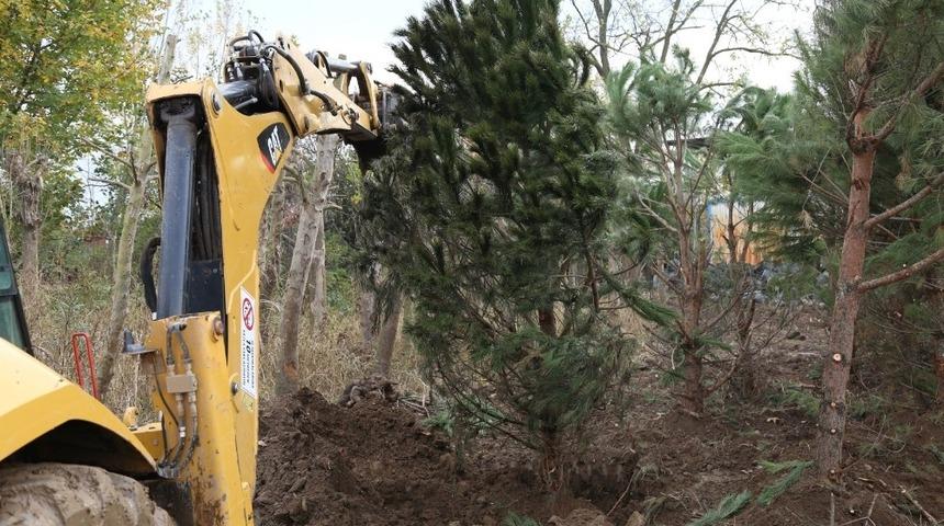 Metro proje alanındaki ağa&ccedil;lar &ouml;zenle taşınıyor
