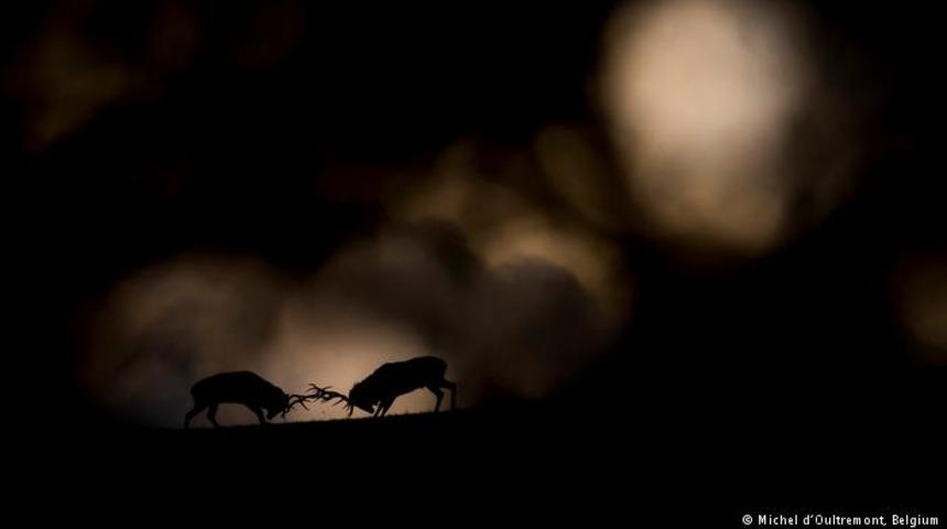 2018 yılının en iyi vahşi yaşam fotoğrafları