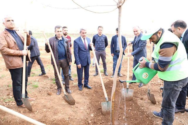 Mardin’de ’Öğretmenler Günü’ ormanı oluşturuldu