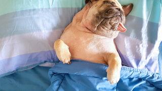 Rüyada köpek görmek ne anlama gelir? Rüyada köpek saldırması, ısırması ne demek?