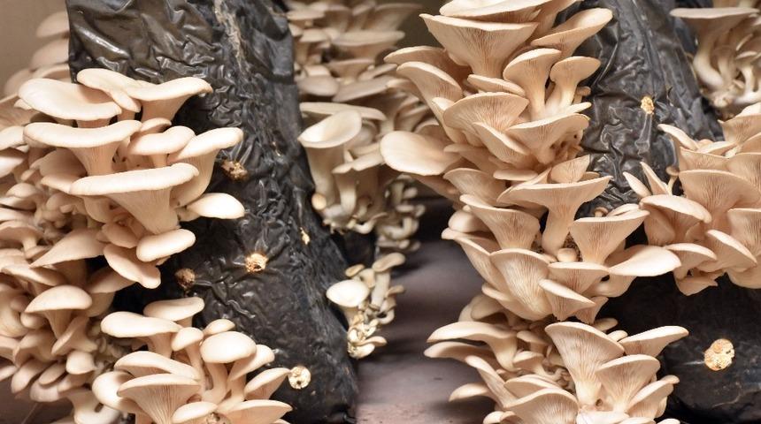 Tarsus’ta istiridye mantarı hasadı yapıldı