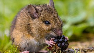 Rüyada fare görmek ne anlama gelir? Rüyada fare ölüsü, pisliği görmek ne demek?