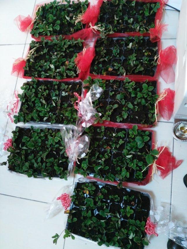 Osmanlı &Ccedil;ileği tescil edildi 3