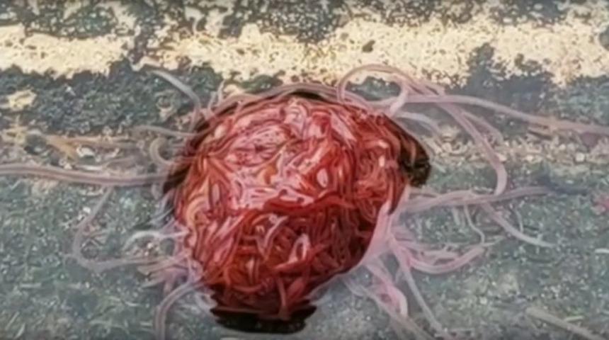 Kasılıp gevşeyen lağım canavarı bulundu!