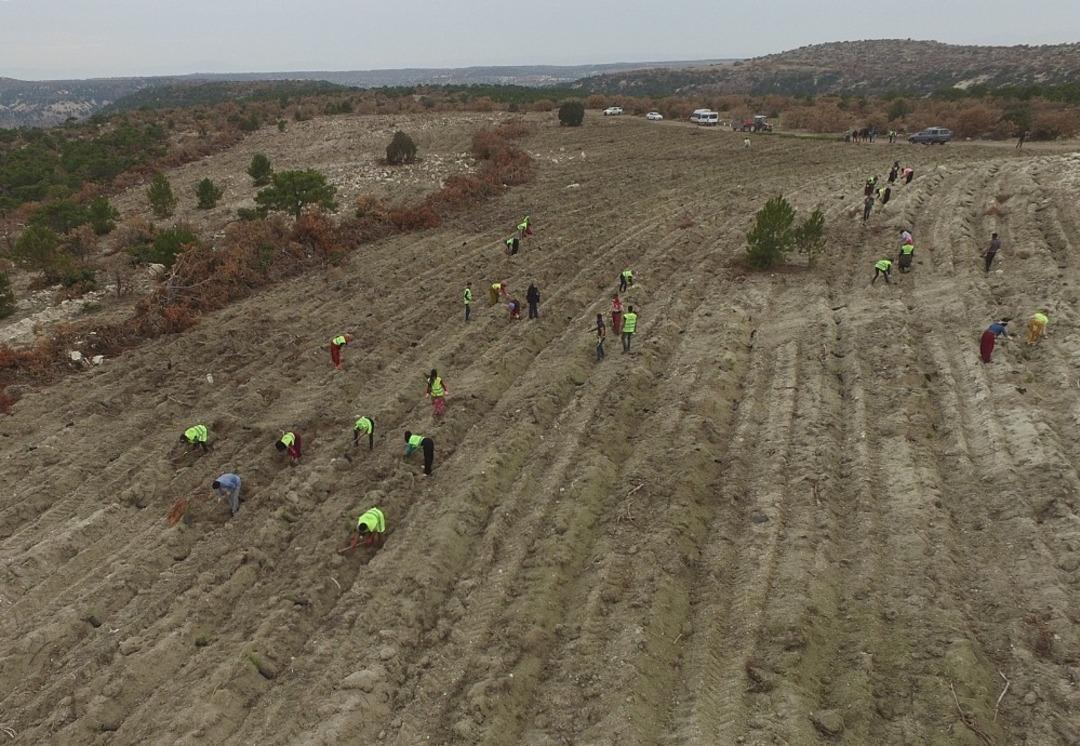 Fidan dikim sahalarında kontrol