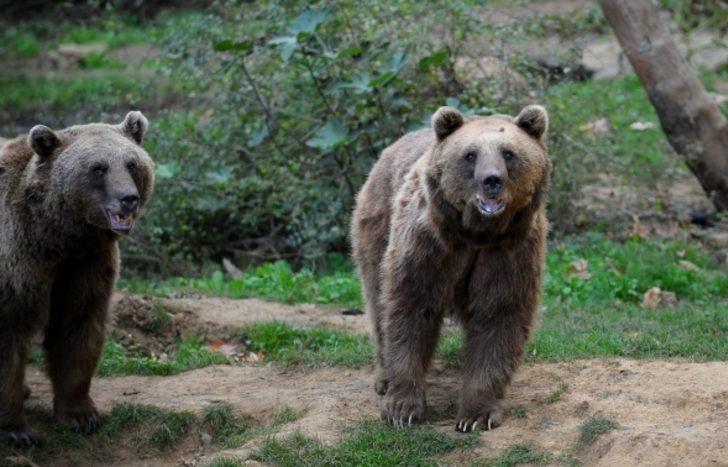Bu kış uyumayı unuttular G1