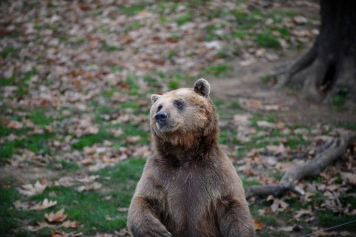 Bu kış uyumayı unuttular G3